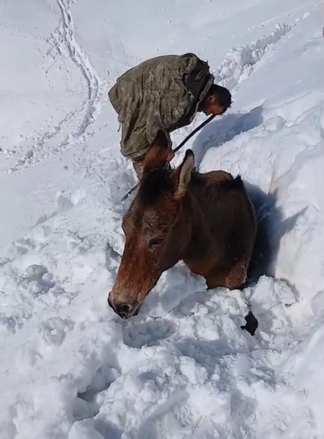Dağda karda mahsur kalan katırlar kurtarıldı
