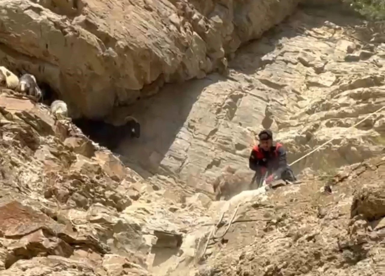 Dağda mahsur kalan koyunlar ekipler tarafından kurtarıldı
