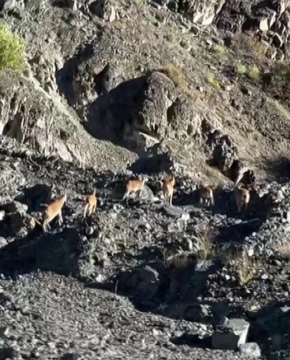 Dağların cambazları b&ouml;yle g&ouml;r&uuml;nt&uuml;lendi
