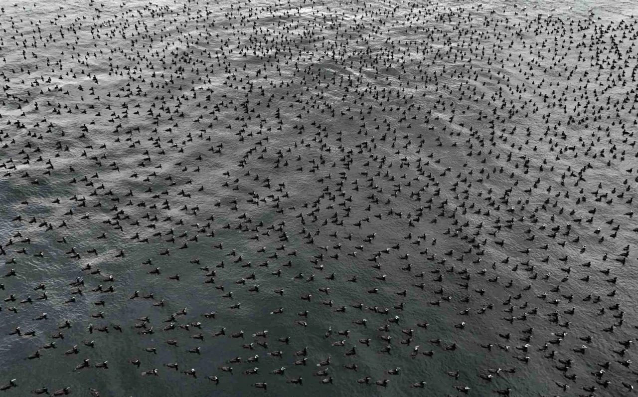 Damatlıklarını giyen karabatak kuşları İstanbul Boğazı&rsquo;nda bir araya geldi
