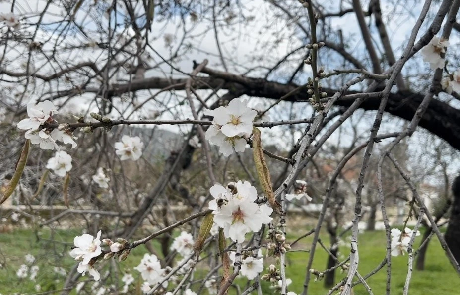 Dat&ccedil;a&rsquo;da badem ağa&ccedil;ları kış ortasında &ccedil;i&ccedil;ek a&ccedil;tı
