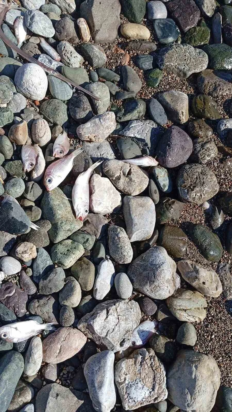 Dat&ccedil;a&rsquo;da &ccedil;ok sayıda &ouml;l&uuml; balık kıyıya vurdu
