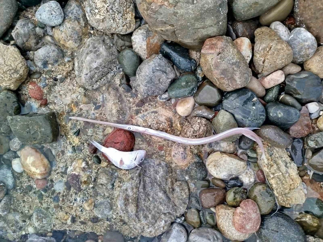 Dat&ccedil;a&rsquo;da sahilde g&ouml;r&uuml;len balık &ouml;l&uuml;mlerinde tehlikeli bir bulguya rastlanmadı
