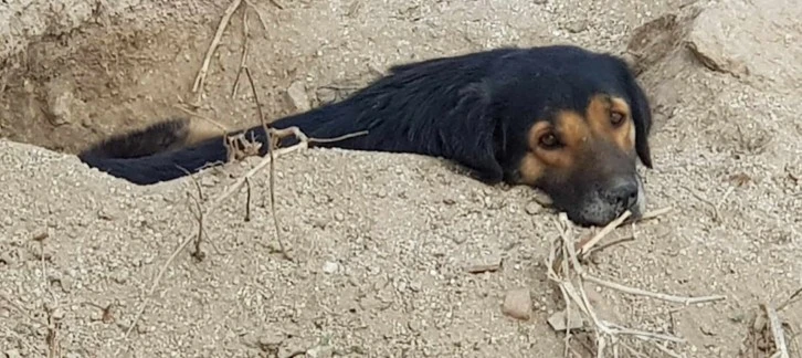DEDEKTİF HAYVANSEVERLER KAYBOLAN 3 KÖPEĞİN PEŞİNE DÜŞTÜ