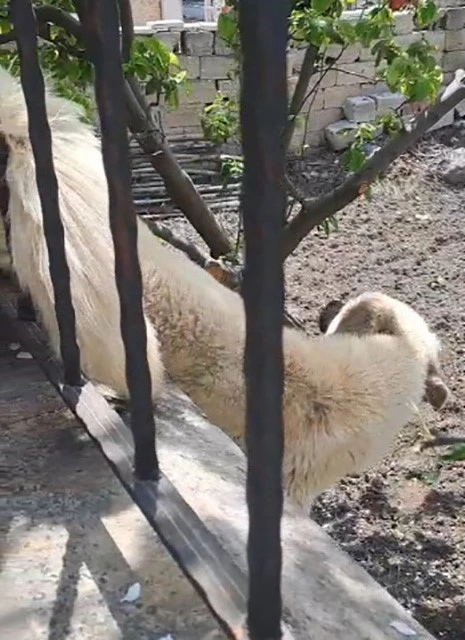 Demir korkuluklara sıkışan köpek kurtarıldı
