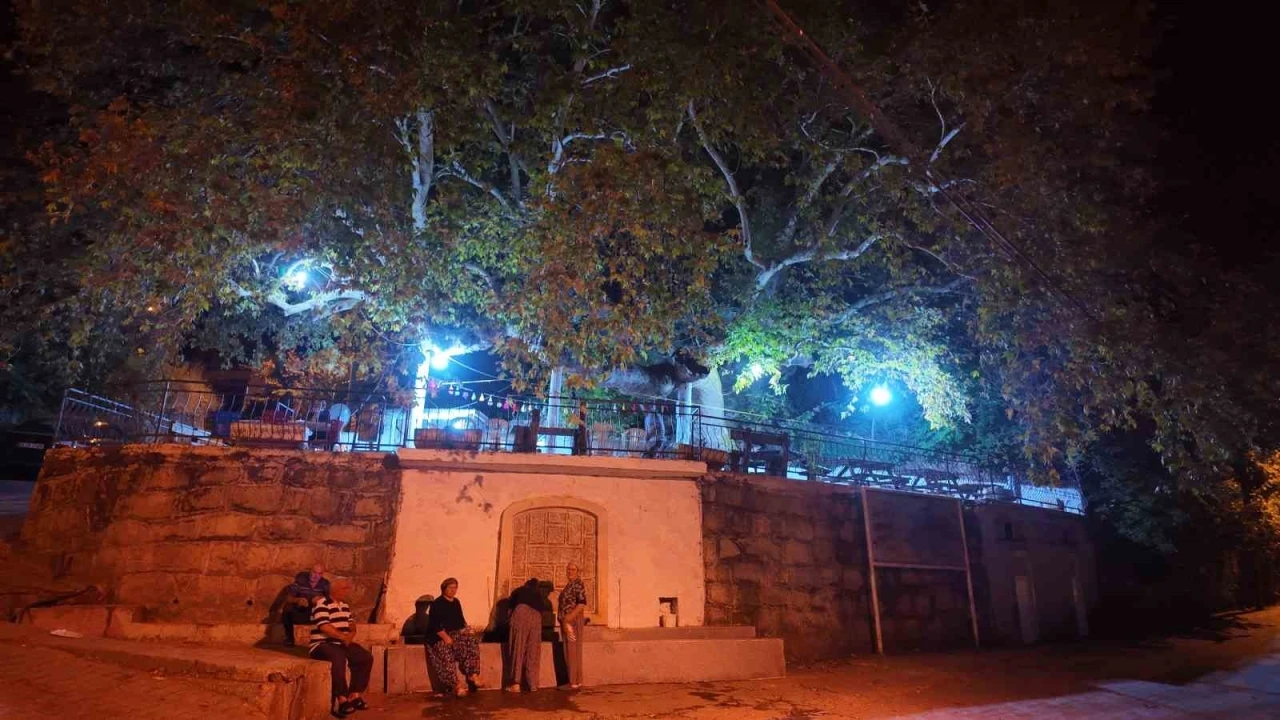 Demirci’de 2 bin yıllık anıt çınarda odun ateşinde çay
