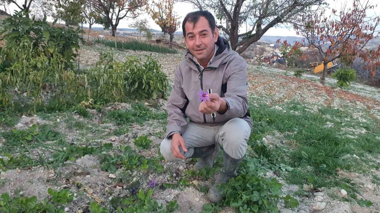 Demirci’de safran çiçeği yetiştirildi
