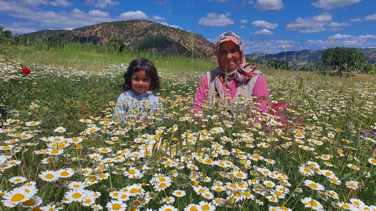 Demircili kadınların topladığı papatyalar kurutularak satılıyor
