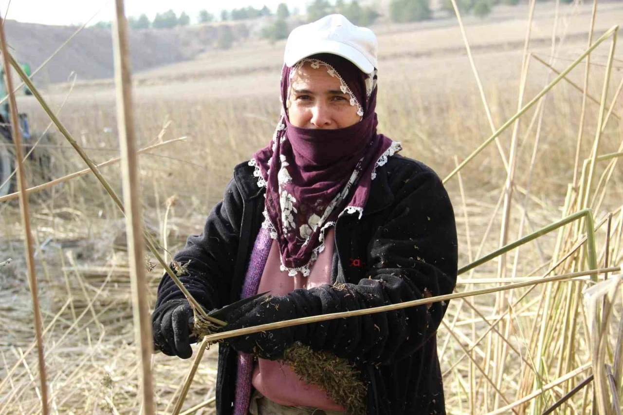 Deneme amaçlı ekilen kenevirde ilk hasat yapıldı: Çiftçiler için önemli bir gelir kapısı olabilir
