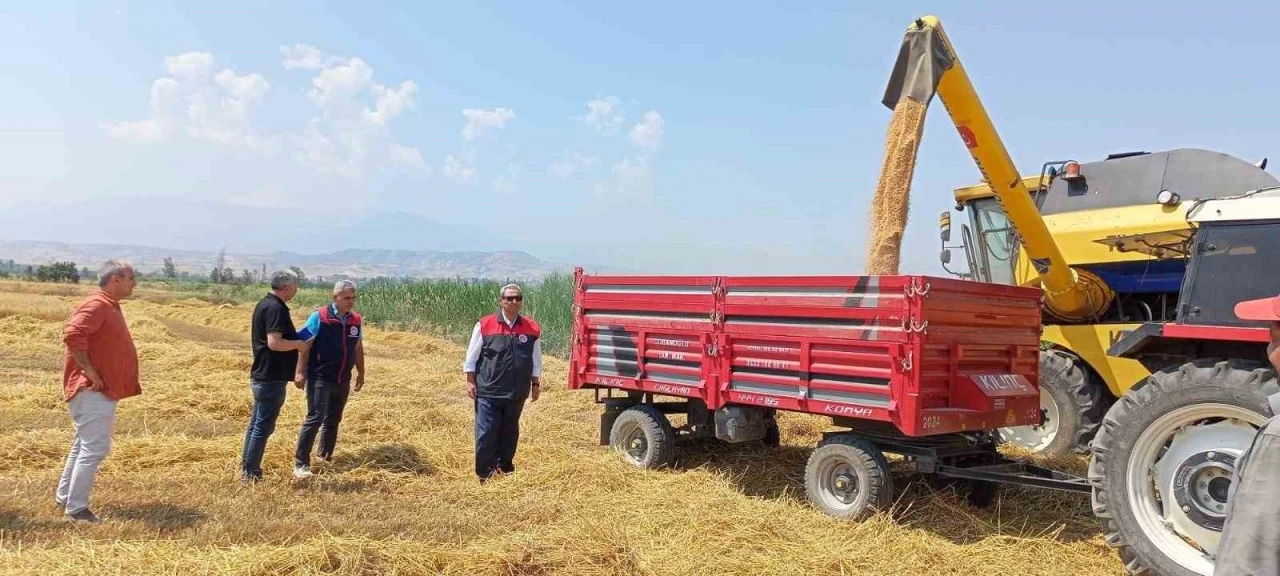 Denizli’de buğday hasadı başladı
