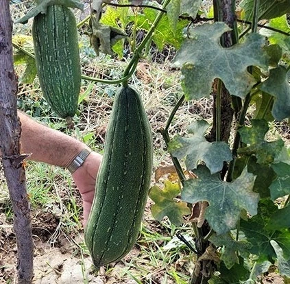 Denizli&rsquo;de ilk kez lif kabağı yetiştirildi
