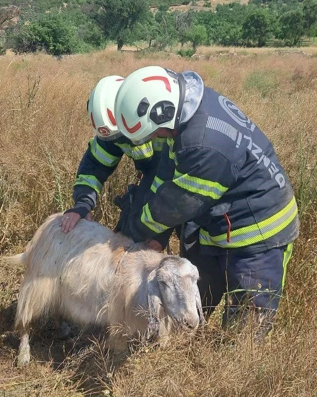 Denizli&rsquo;de kuyuya d&uuml;şen koyunları itfaiye kurtardı
