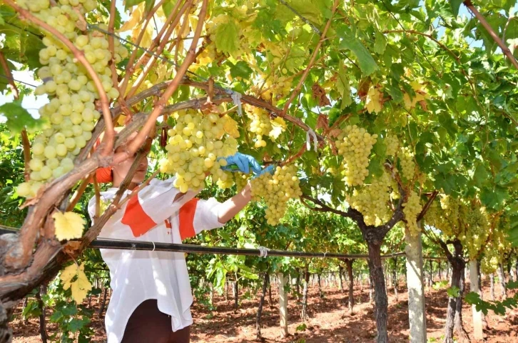 Denizli&rsquo;nin bağlarında &uuml;z&uuml;m hasadı sona erdi
