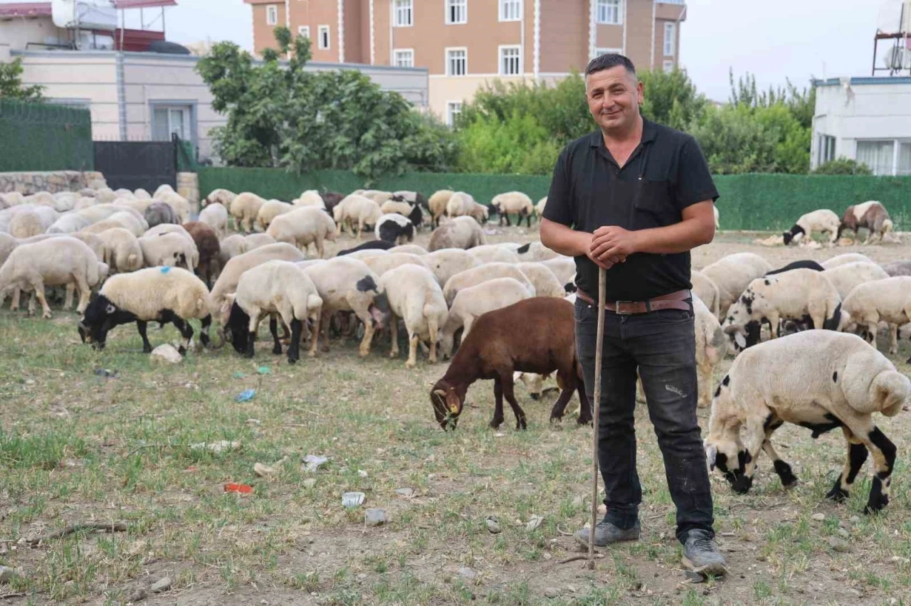 Depremzede vatandaşların memleketlerine dönüşü kurbanlıklara olan rağbeti arttırdı
