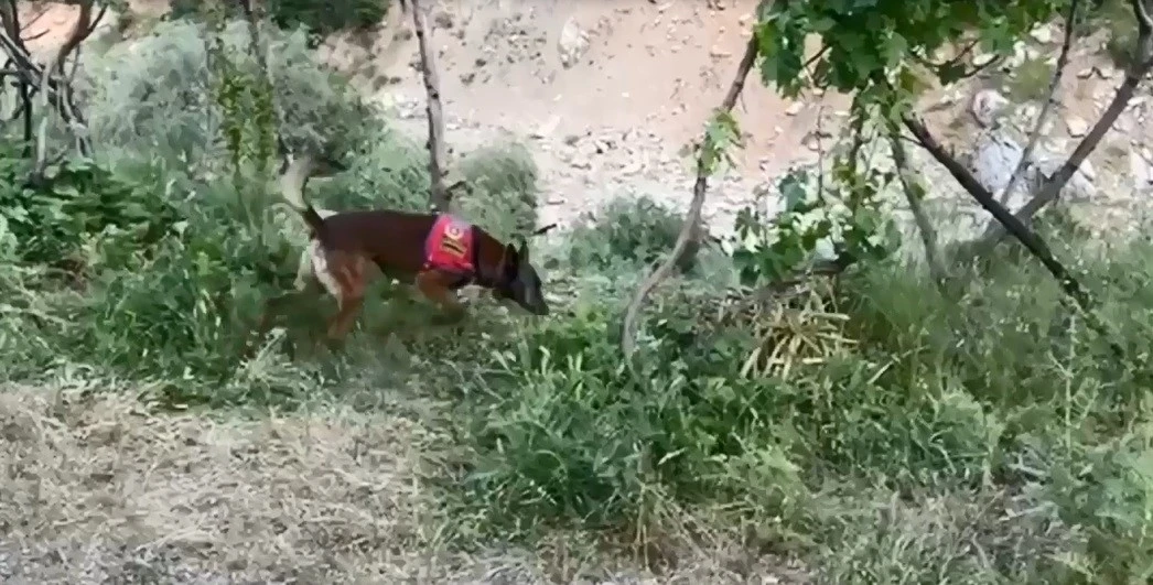 Dere kenarına gizlenmiş esrarı dedektör köpek buldu

