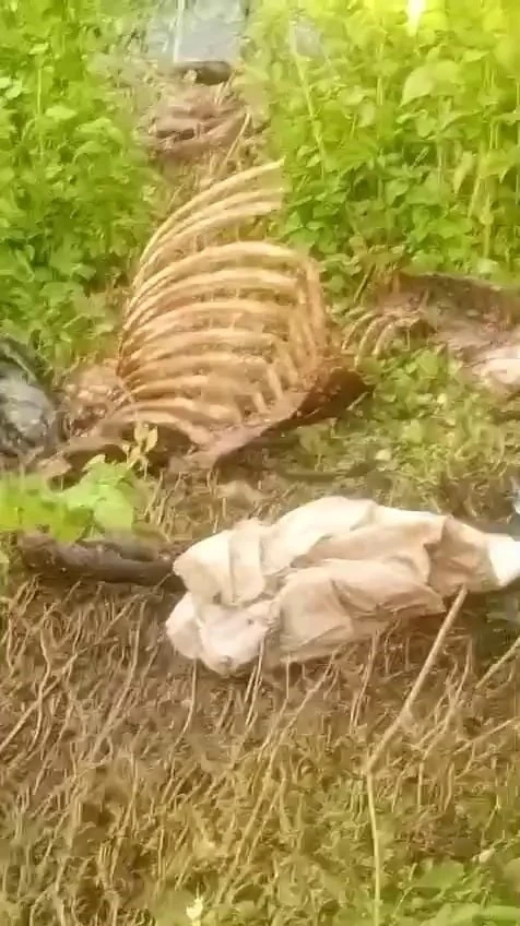 Dere kenarında parçalanmış tek tırnaklı hayvan kemikleri bulundu

