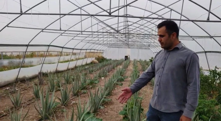 Derecik&rsquo;te ilk kez yetiştirilen aloe vera &uuml;reticiyi memnun etti
