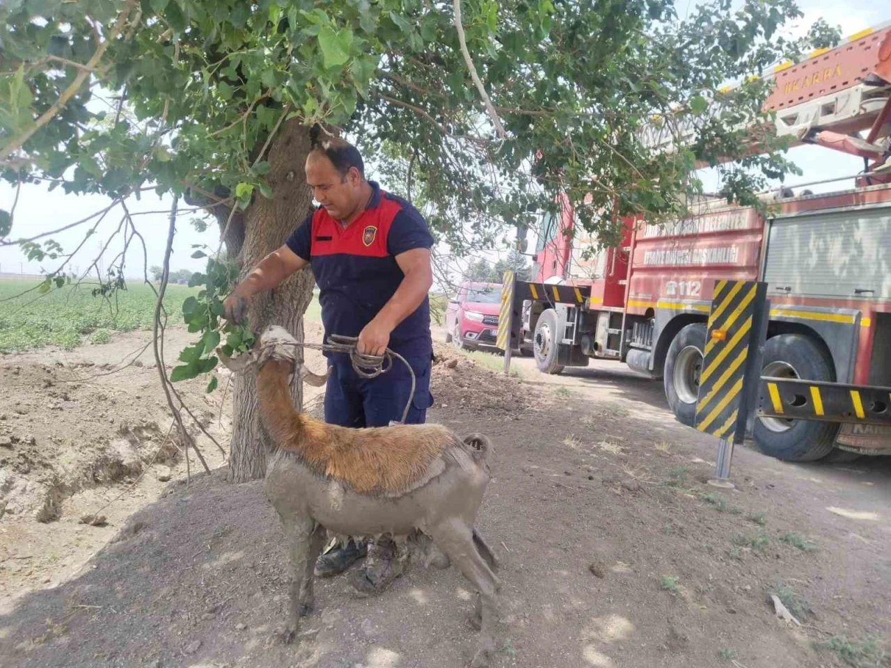 Derede çamura saplanan koyunu itfaiye ekipleri kurtardı
