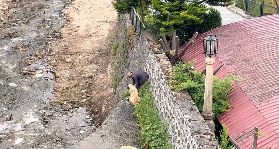 Derede mahsur kalan Kangal köpeklerini sahibi suya atlayıp kurtardı
