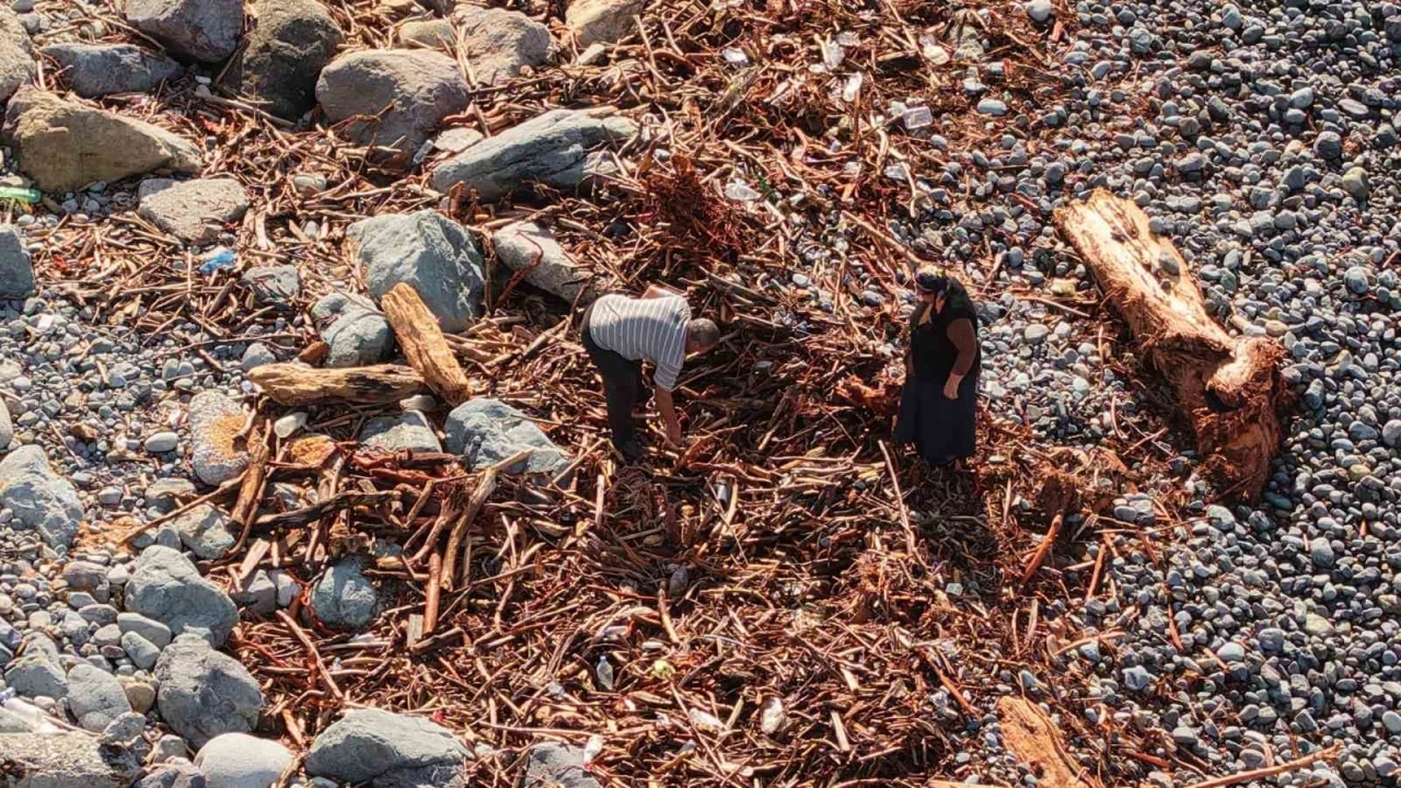 Derelerin Karadeniz’e taşıdığı ağaç kütüğü ve odunlar Rizeliler’in kışlık yakacağı oldu
