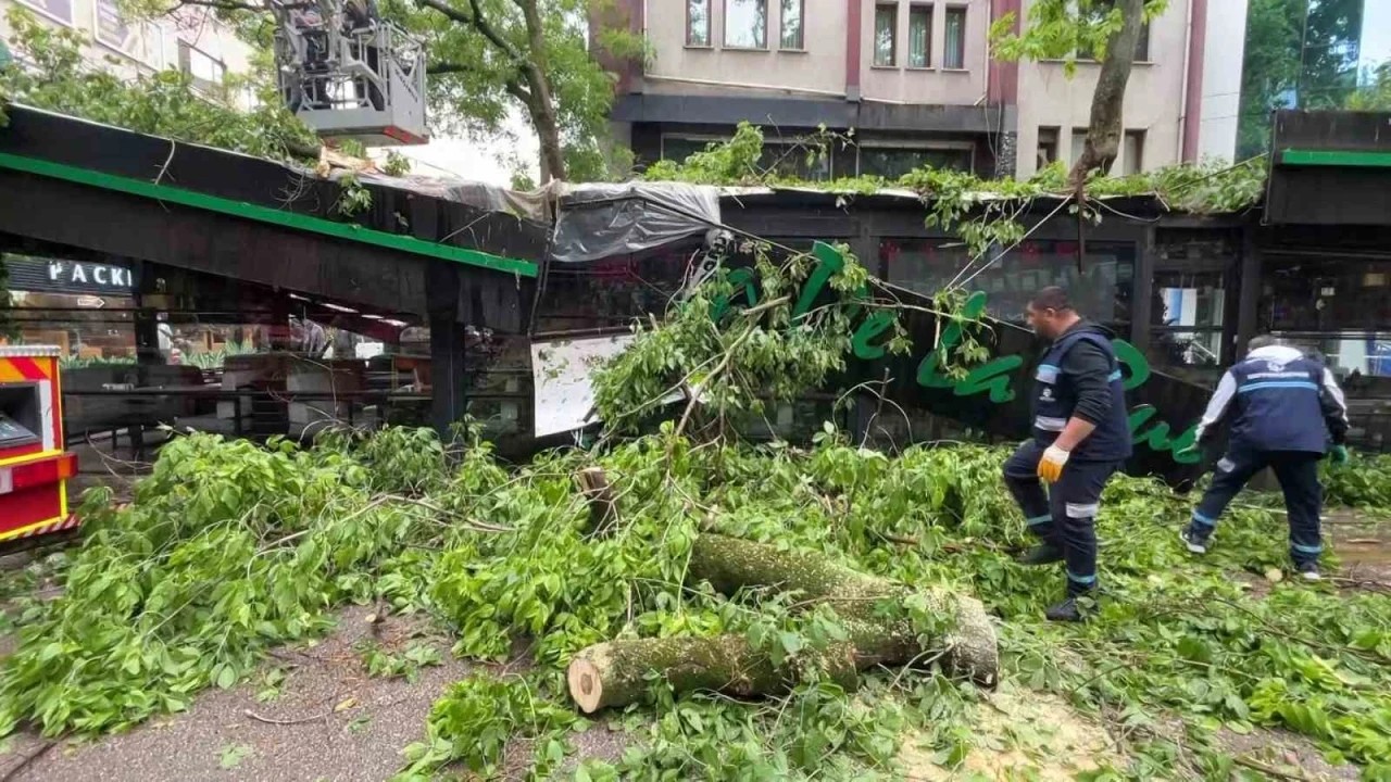 Dev ağaç kafenin üzerine devrildi, facia teğet geçti
