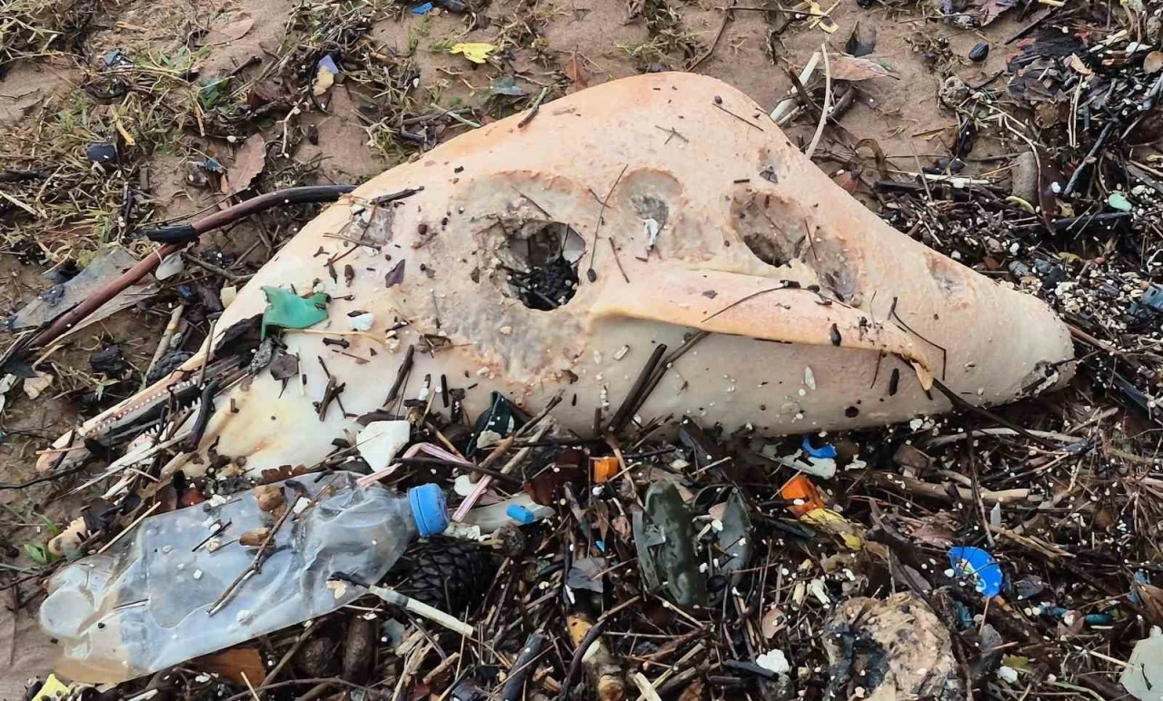 Dev dalgalar, &ouml;l&uuml; yunus balığının kalıntılarını sahile s&uuml;r&uuml;kledi
