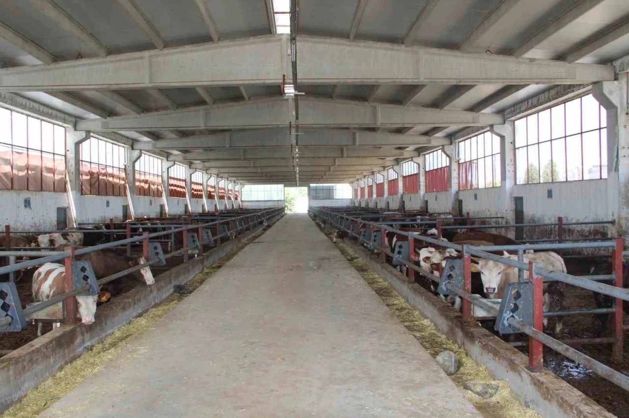 Devlet desteğiyle kurduğu besi &ccedil;iftliğinde tam kapasite &uuml;retim yapıyor
