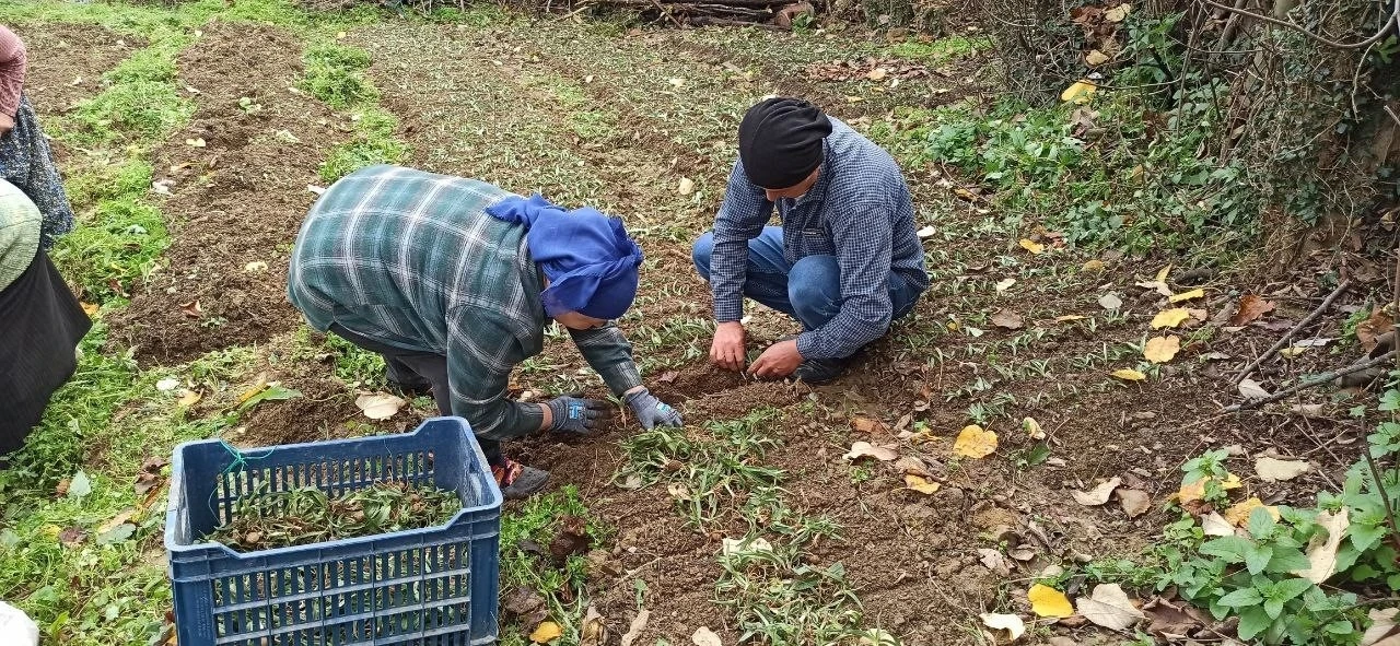 Devrek’te salep fidelerinin dikimine başlandı
