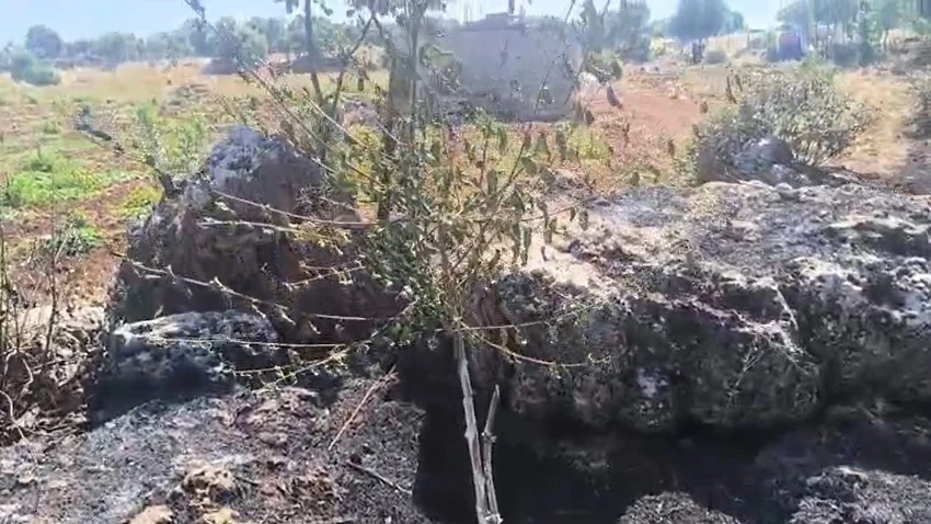 Dicle&rsquo;de &ouml;rt&uuml; yangını: Onlarca meyve ağacı alevlere teslim oldu
