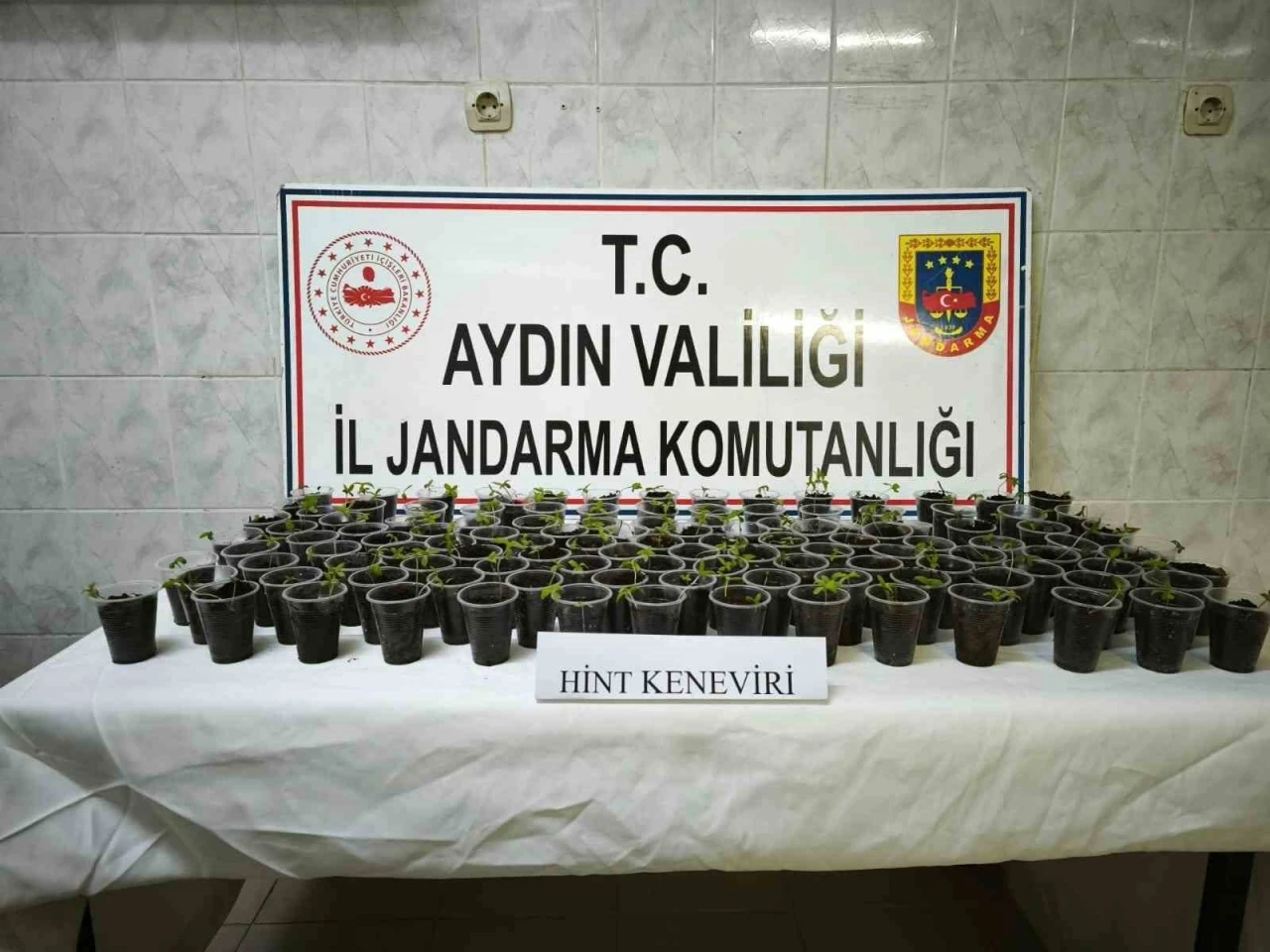 Didim’de 130 adet saksıya ekilmiş Hint keneviri ele geçirildi