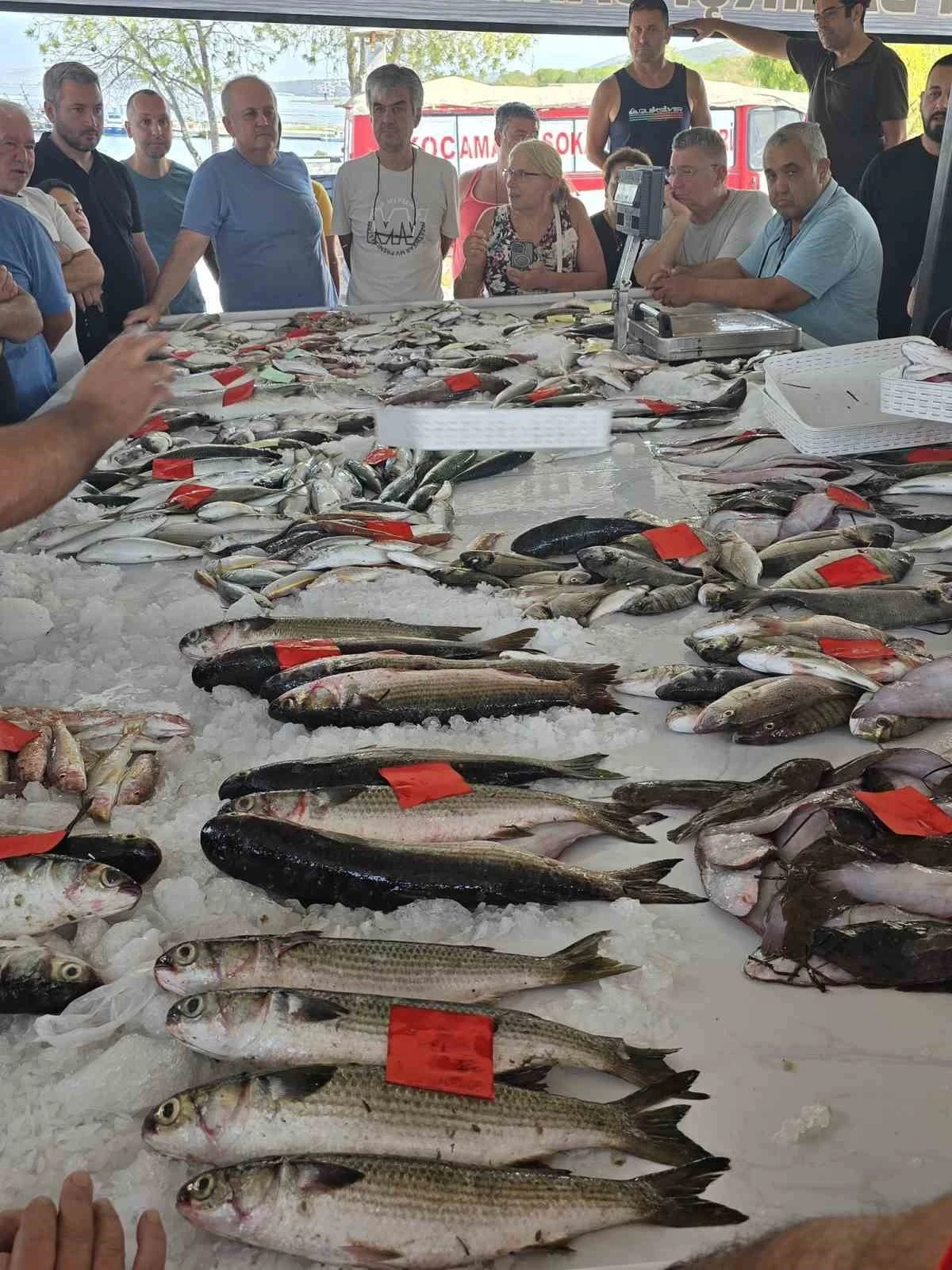 Didim’de ilk balık mezatı gerçekleştirildi
