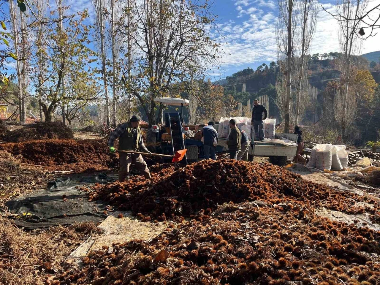 Dikenlerinden kurtulan kestanelerin sofralara yolculuğu başladı
