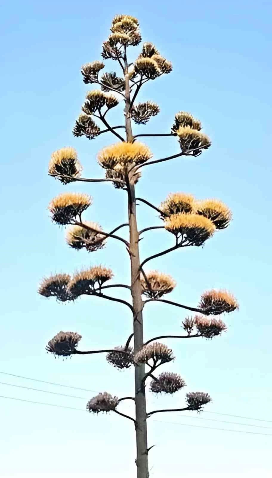 Dikili’de 30 yıllık agave çiçek açtı
