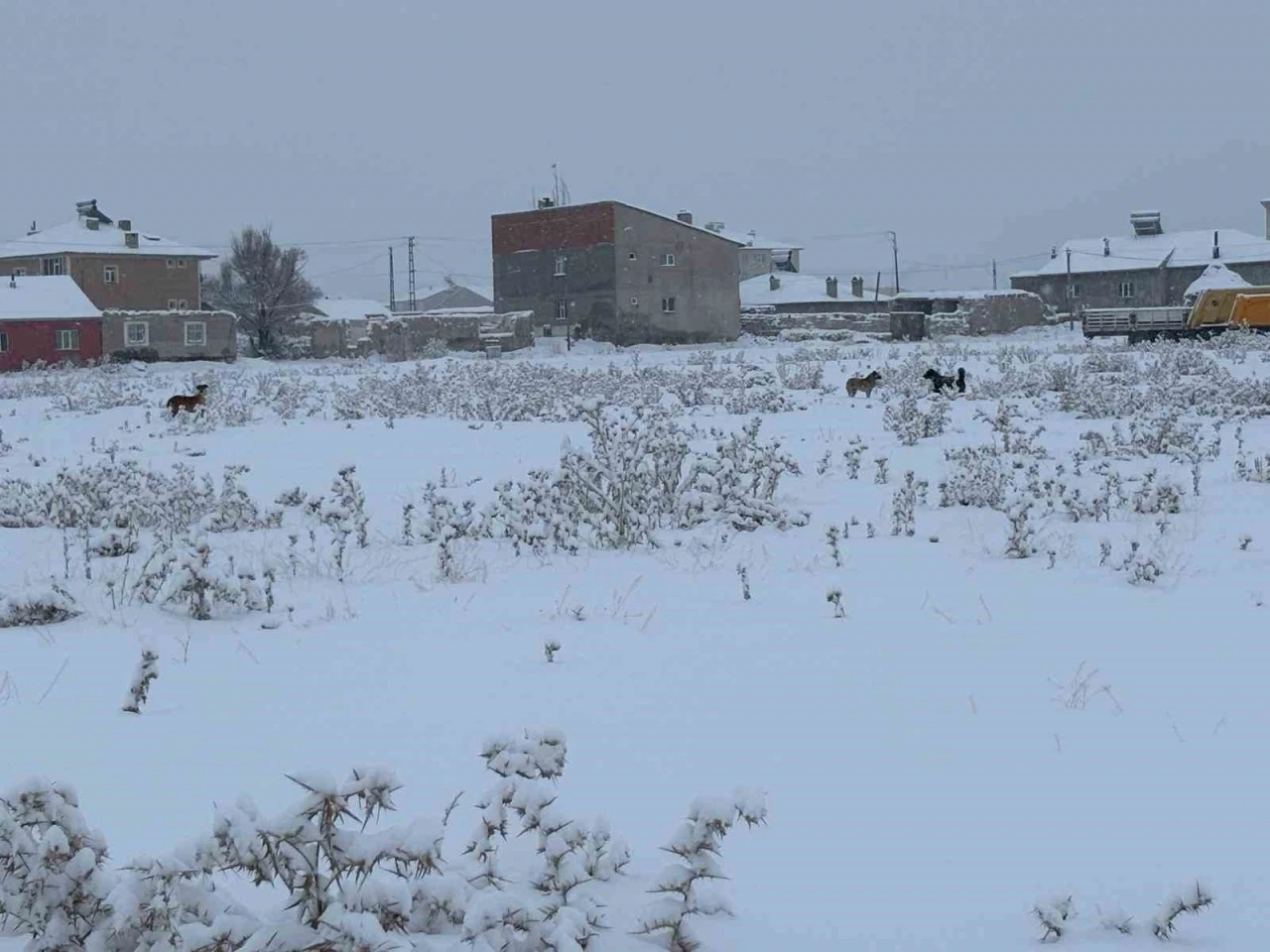 Diyadin&rsquo;de başıboş k&ouml;pekler tedirgin ediyor
