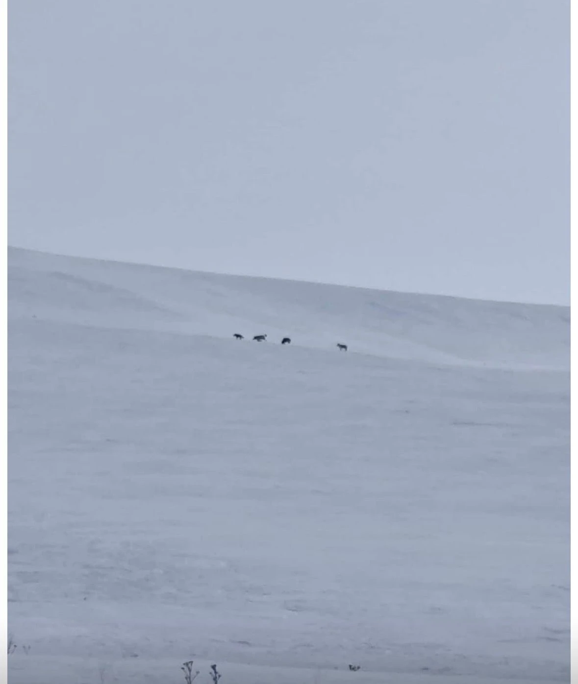 Diyadin&rsquo;de kurt s&uuml;r&uuml;s&uuml; g&ouml;r&uuml;ld&uuml;
