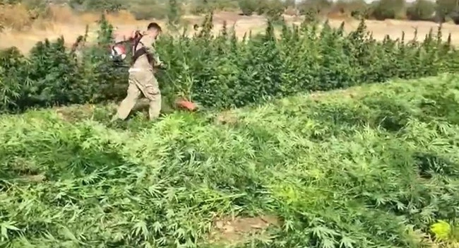 Diyarbakır’da 70 ton toz esrar elde edebilecek 3 milyon 476 bin adet kök kenevir ve skunk ele geçirildi: 7 gözaltı
