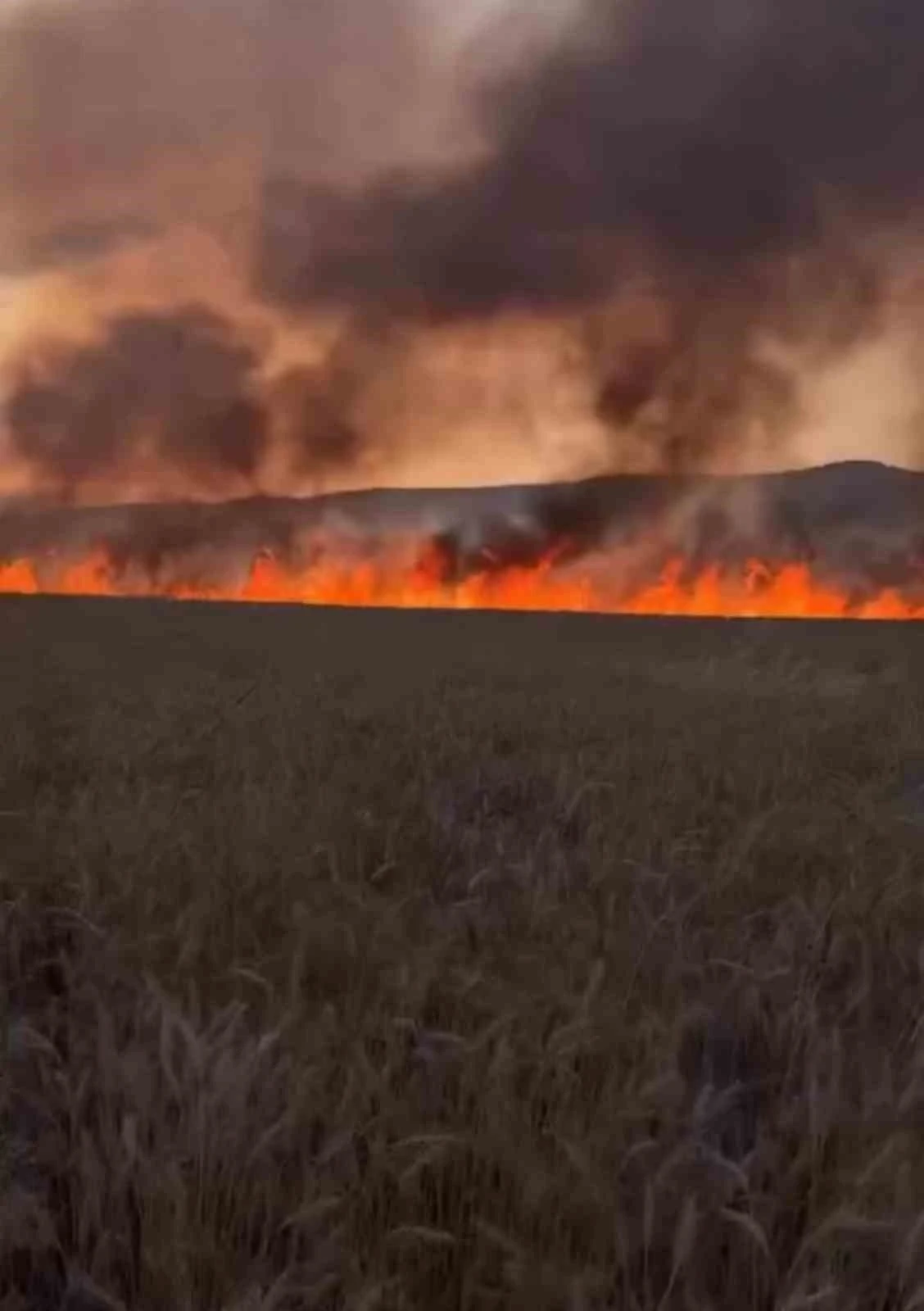 Diyarbakır’da buğday tarlasında anız yangını
