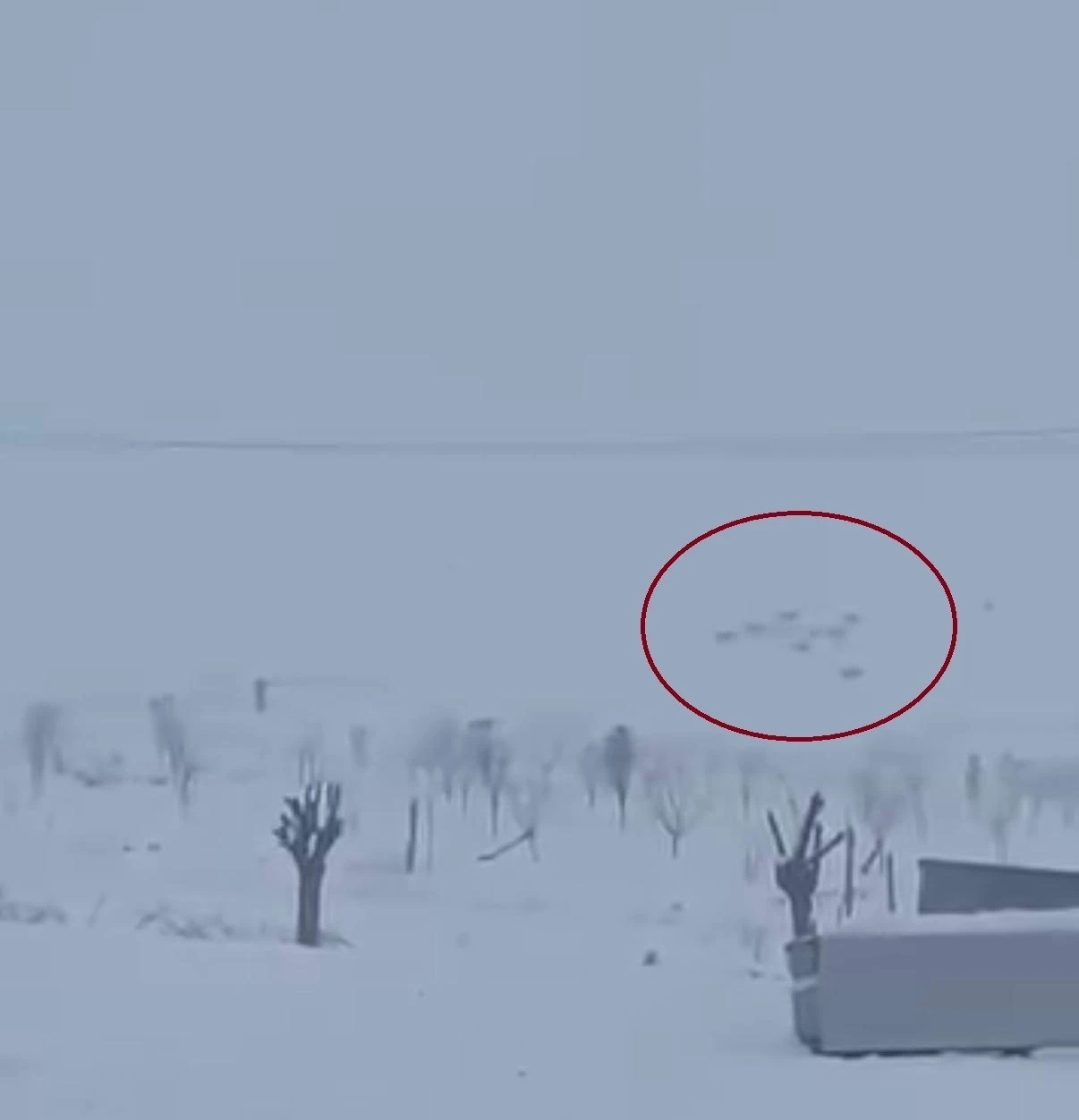 Diyarbakır&rsquo;da kar yağışının ardından kurtlar yerleşim yerlerine indi
