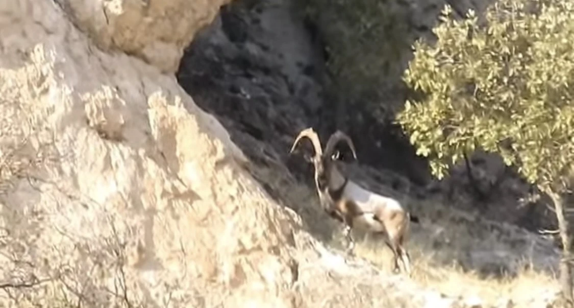 Diyarbakır’da koruma altındaki dağ keçileri görüntülendi

