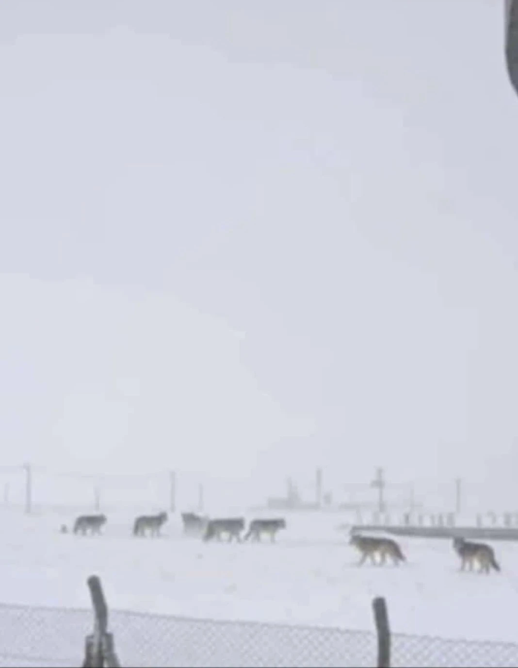 Diyarbakır&rsquo;da kurtlar yerleşim yerlerine indi

