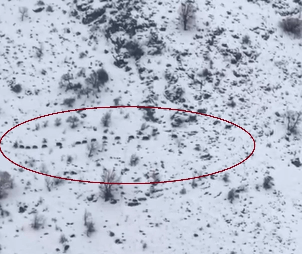 Diyarbakır&rsquo;da s&uuml;r&uuml; halinde gezen domuzlar g&ouml;r&uuml;nt&uuml;lendi
