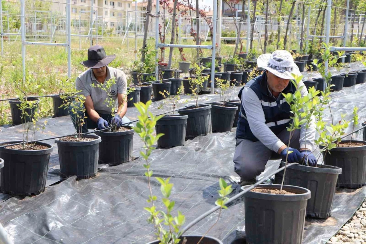 Diyarbakır’da yaban mersini ve aronya üretimi için çalışma başlatıldı
