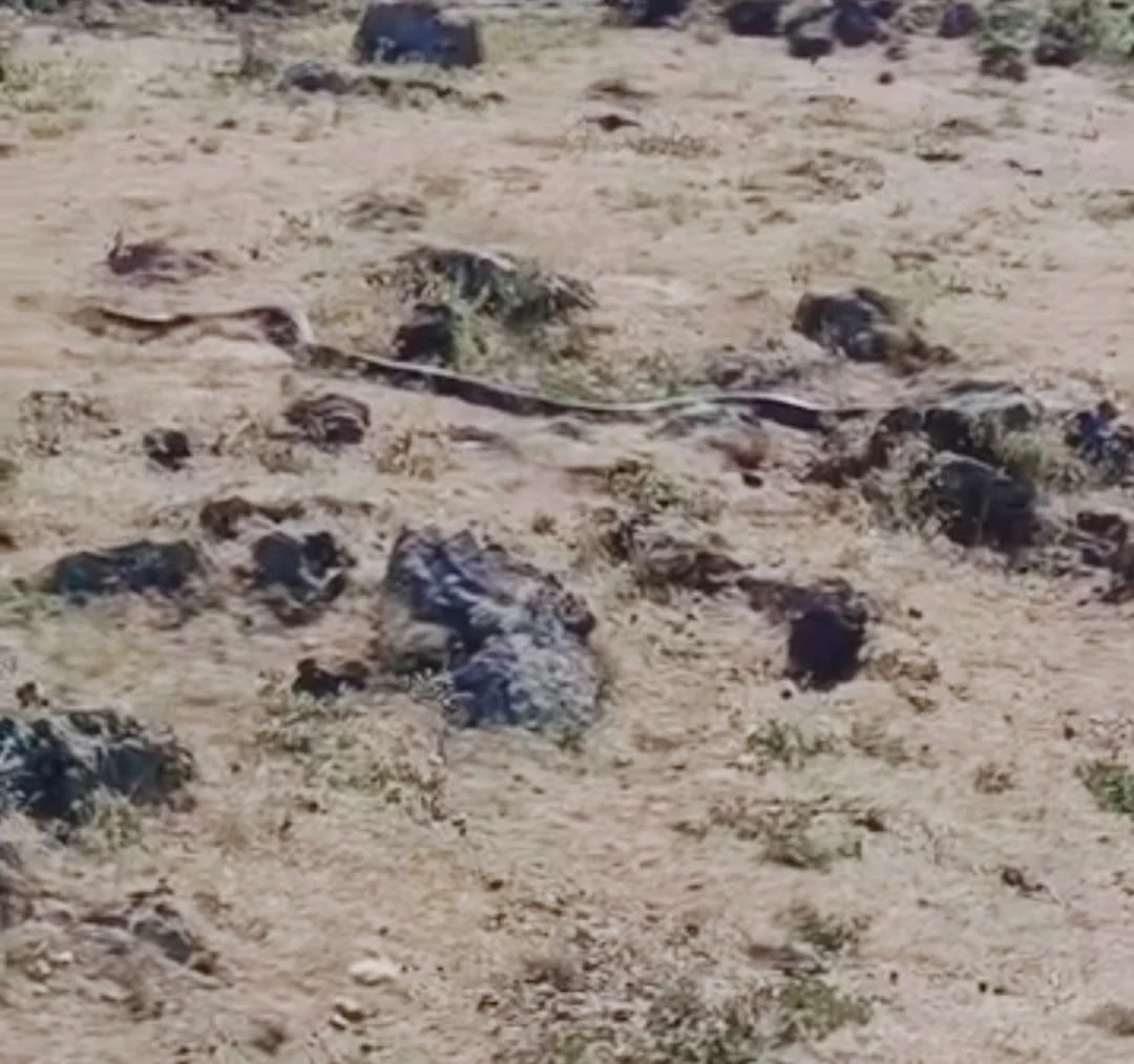 Diyarbakır&rsquo;da yaklaşık 3 metre uzunluğunda yılan g&ouml;r&uuml;nt&uuml;lendi
