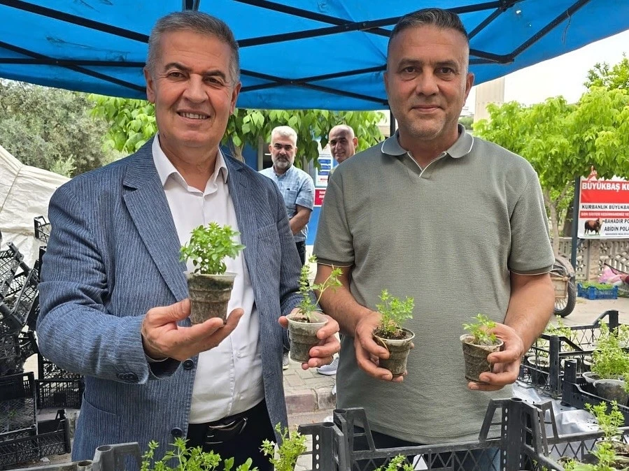 Doğal sivrisinek kovar fesleğenler yoğun ilgi gördü
