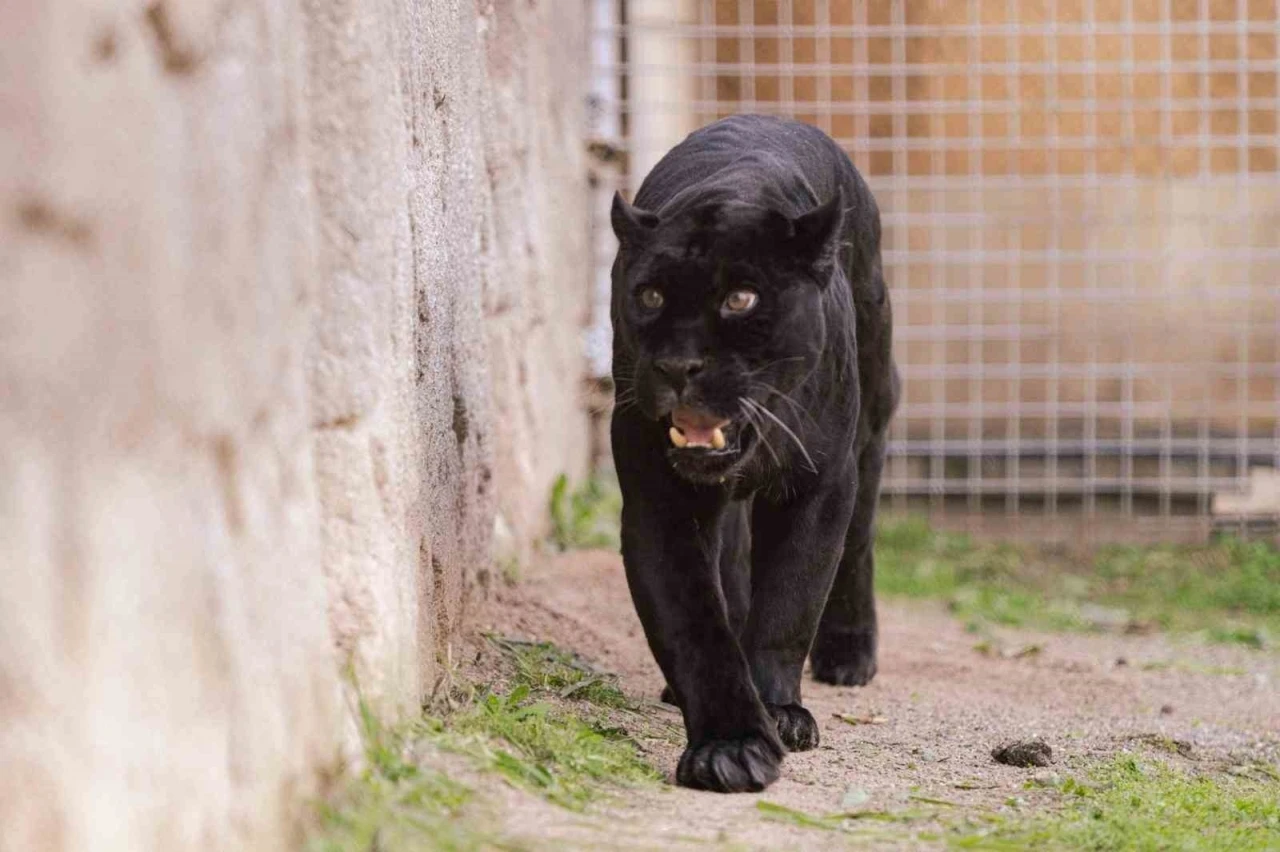 Doğal Yaşam Parkı&rsquo;nın jaguarı Juliet yaşama veda etti
