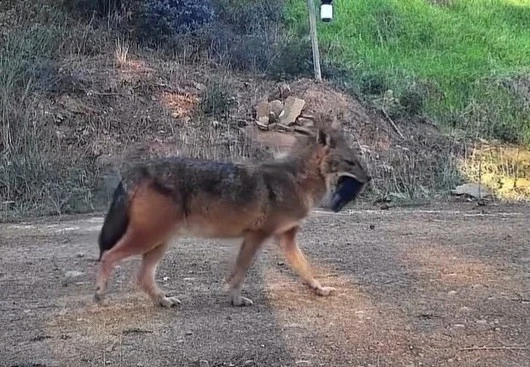 Doğanın sert y&uuml;z&uuml;: &Ccedil;akal ağzında domuz bacağıyla g&ouml;r&uuml;nt&uuml;lendi

