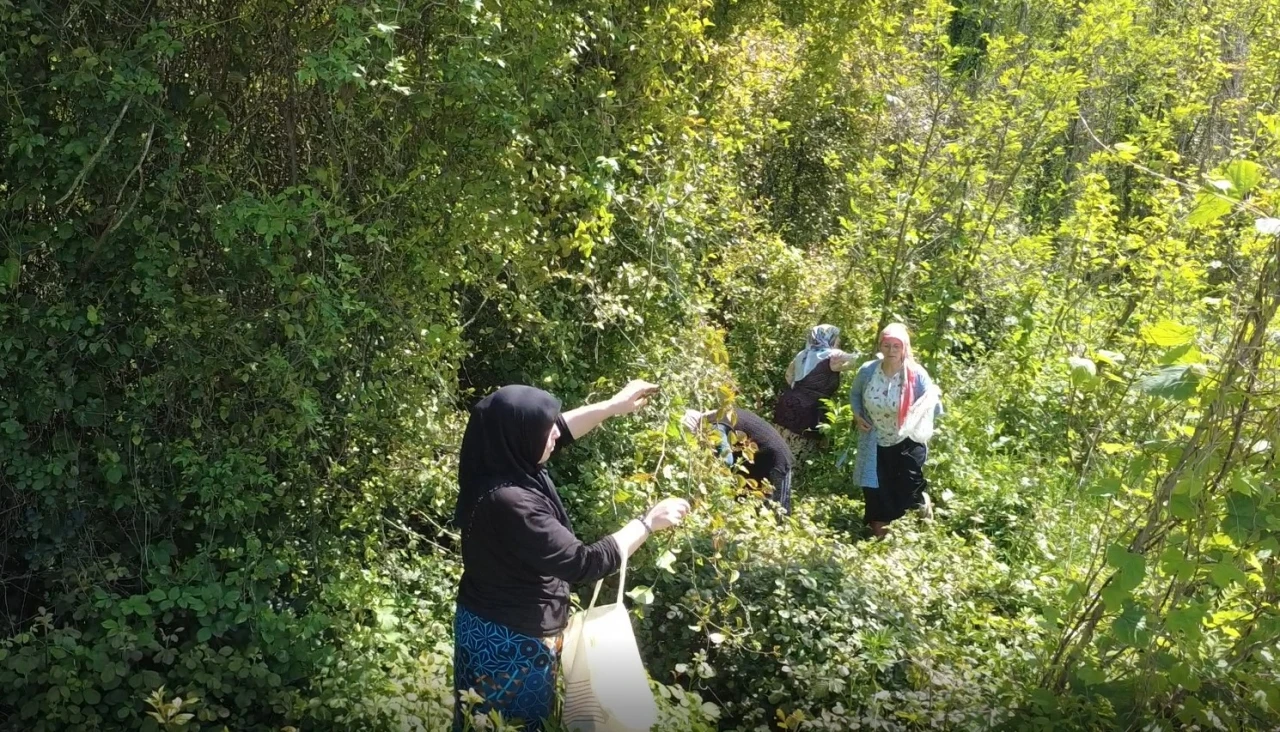 Doğanın şifalı otu ‘kırçan’ın sezonu başladı
