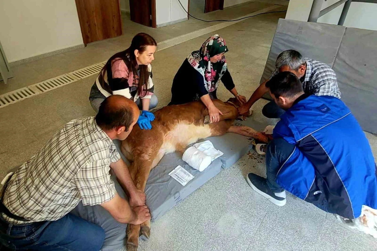Doğum sırasında bacağı kırılan buzağı, başarılı ameliyatla hayata tutundu
