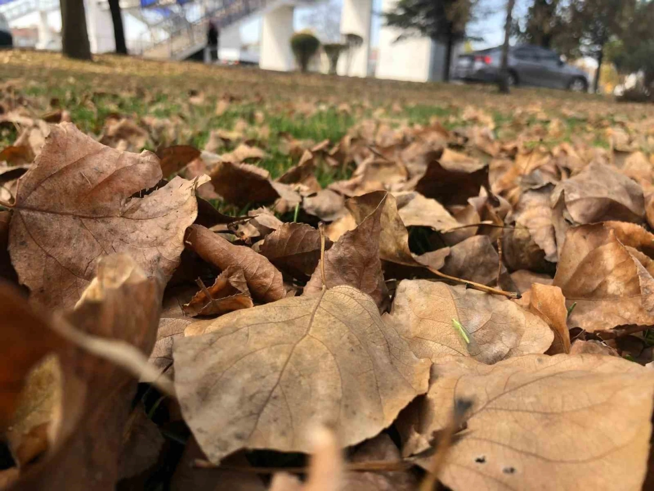 Dökülen yaprakla kartpostallık görüntüler oluşturdu
