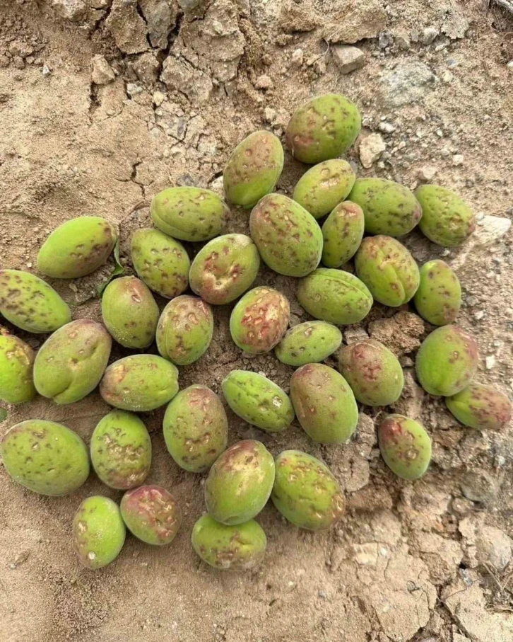 Dolu, kayısı ağaçlarına zarar verdi
